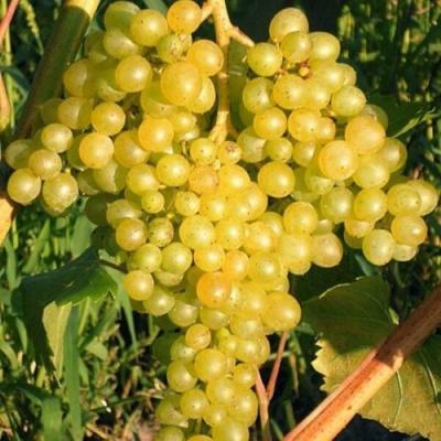 Желтый в Колодищи