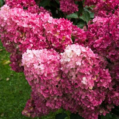 Фрайз в Колодищи