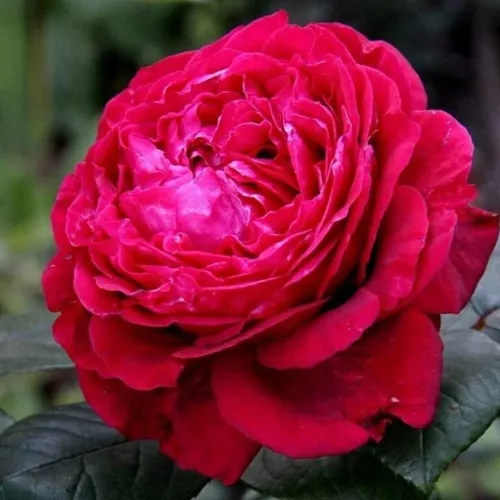 Роза 4 ВЕТРОВ флорибунда  в Колодищи