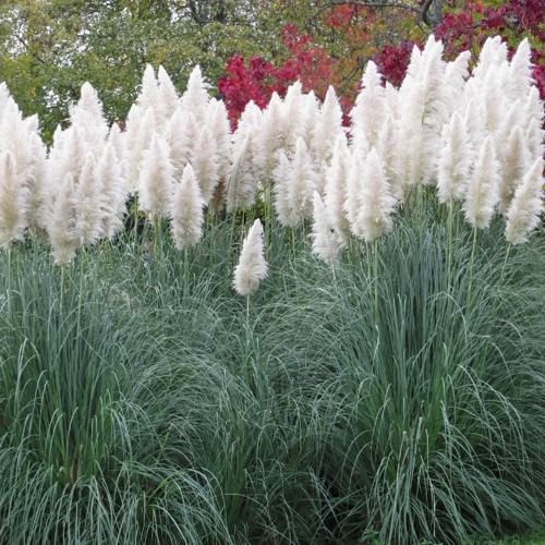 Кортадерия белая (пампасная трава) в Колодищи