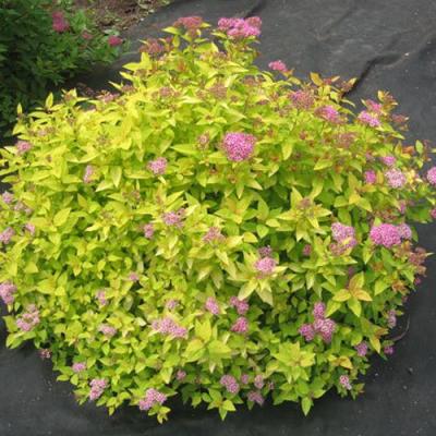 Голден в Колодищи