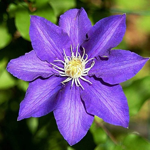 Клематис ЗЕ ПРЕЗИДЕНТ в Колодищи