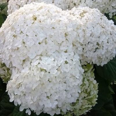 Белая в Колодищи