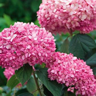 Розовая в Колодищи