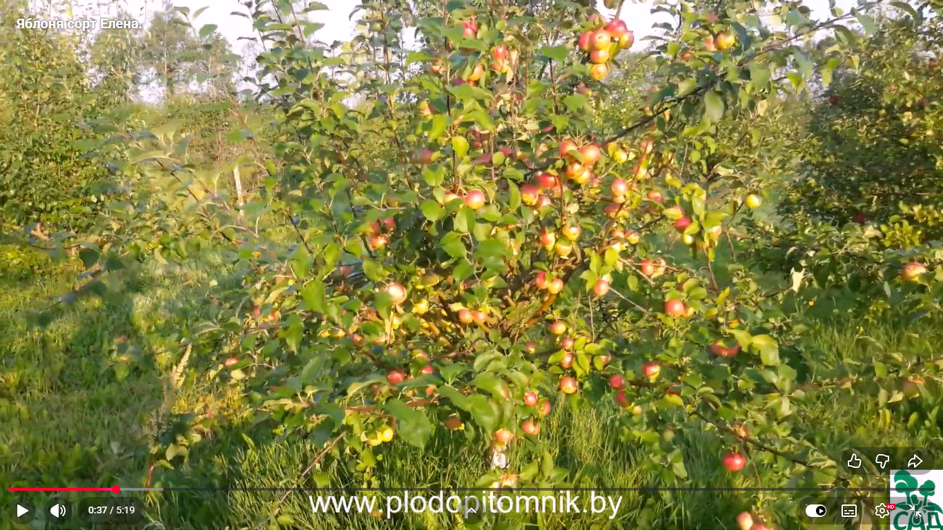 Превью видео