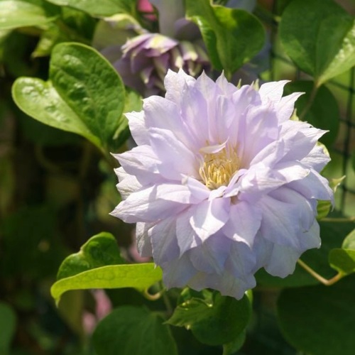 Клематис БЕЛЬ ОФ ВОРКИНГ в Колодищи