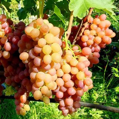 Сладкий в Колодищи