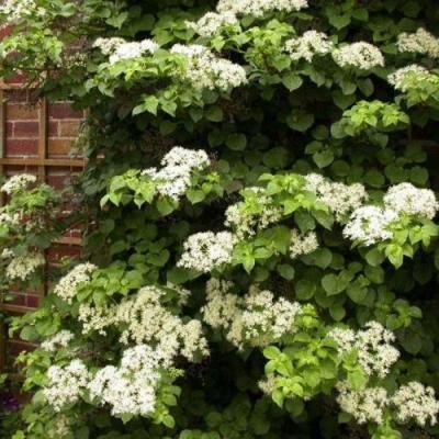 Черешковая в Колодищи