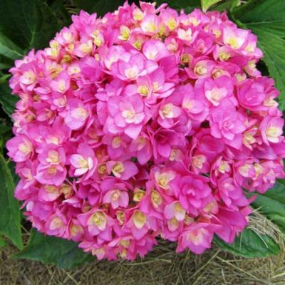 Ремонтантная в Колодищи