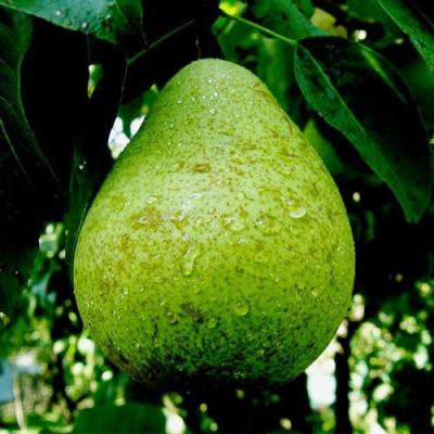 Зеленая в Колодищи