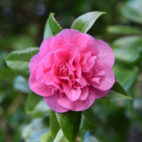 Камелия ДЕББИ в Колодищи