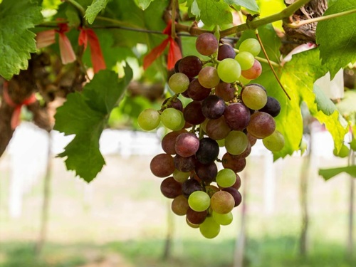 Виноград в Беларуси: лучшие сорта, польза и как выбрать саженцы для богатого урожая