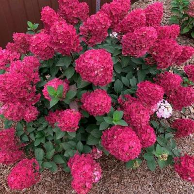 Красная в Колодищи