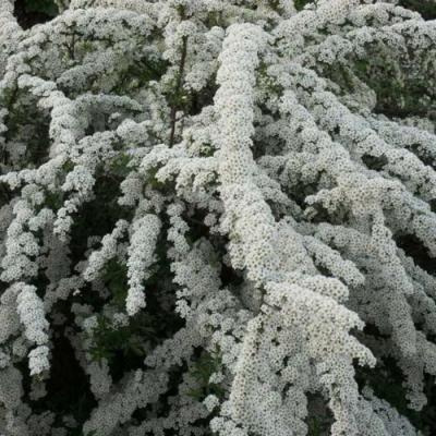 Серая в Колодищи