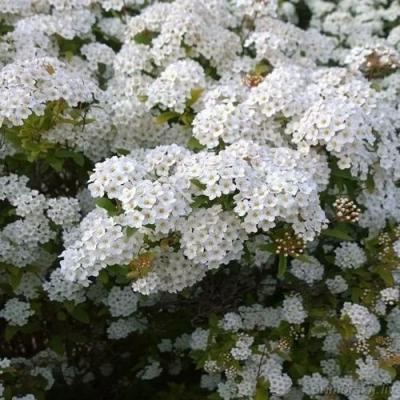 Белая в Колодищи