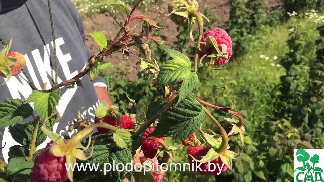 Превью видео