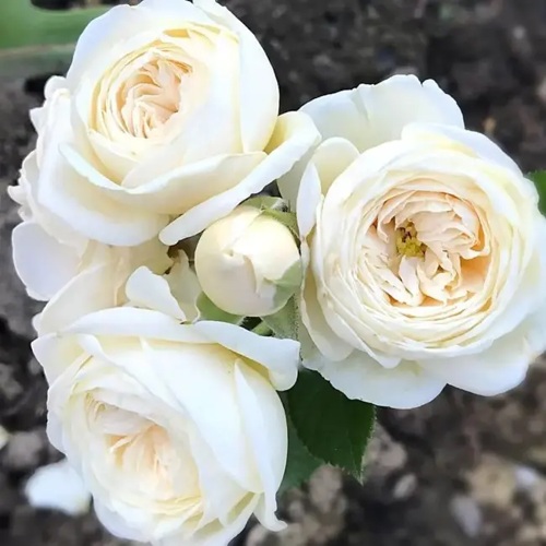 Роза АРТЕМИС шраб в Колодищи