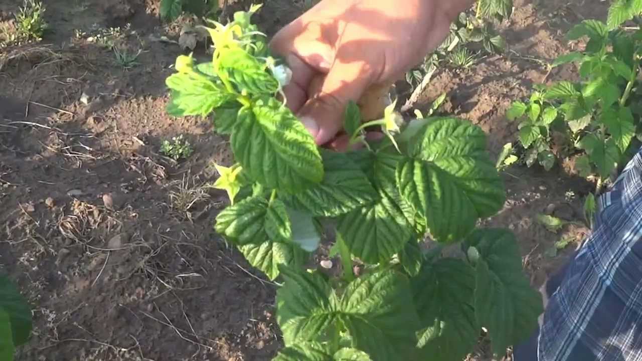 Превью видео