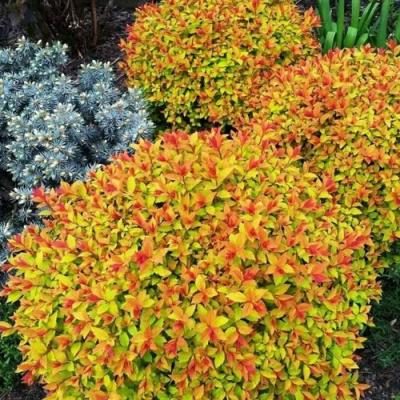 Низкорослая в Колодищи