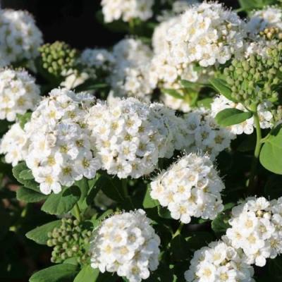 Березолистная в Колодищи