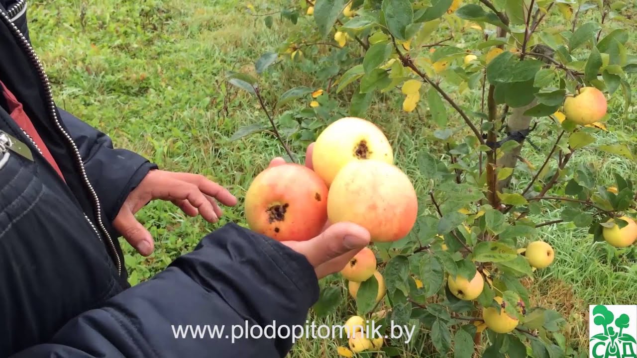 Превью видео