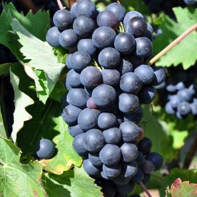 Круглый в Колодищи