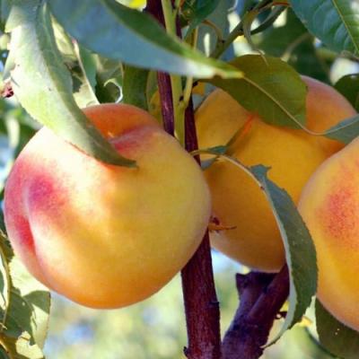 Колонновидные персики в Колодищи