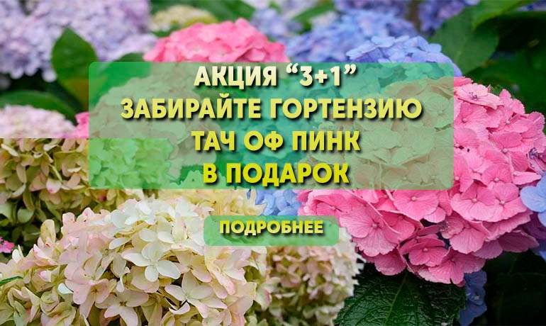 Гортензия в подарок от Плодопитомник Сад Гортензия в подарок от Плодопитомник Сад