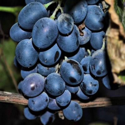 Синий в Колодищи