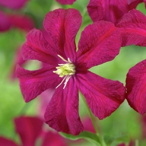 Клематис МАДАМ ДЖУЛИЯ КОРРЕВОН в Колодищи