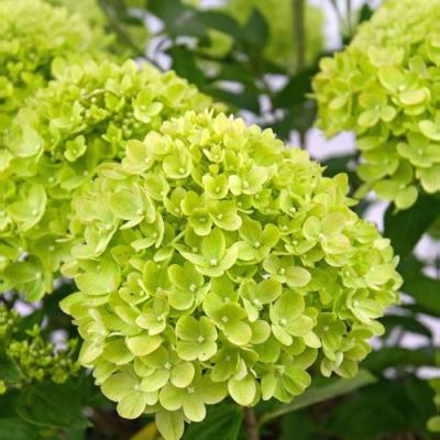 Зеленая в Колодищи