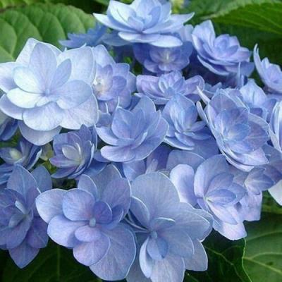 Голубая в Колодищи