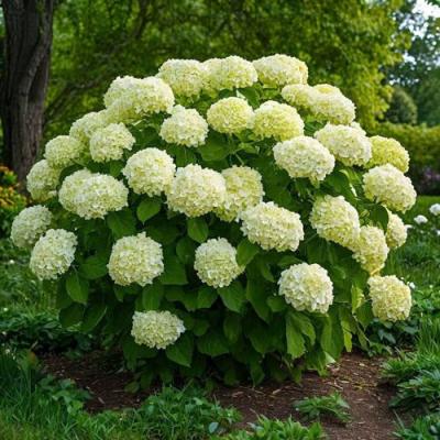 Большие (высокие) в Колодищи