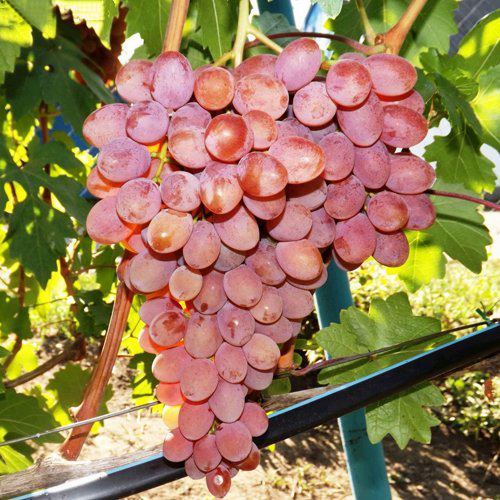 виноград румба