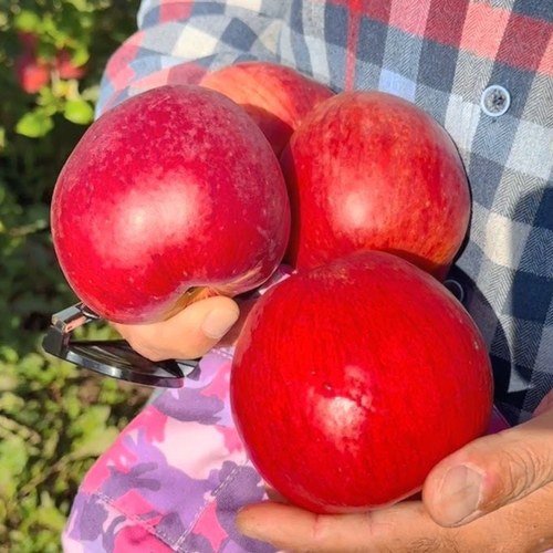 Яблоня ПАМЯТЬ СЮБАРОВОЙ в Колодищи