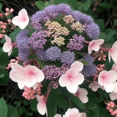 Шершавая в Колодищи