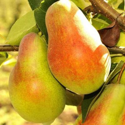 Красавица в Колодищи