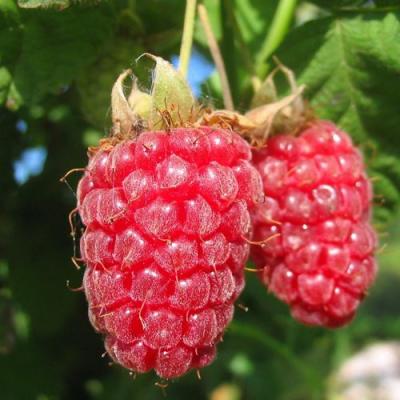 Крупная в Колодищи