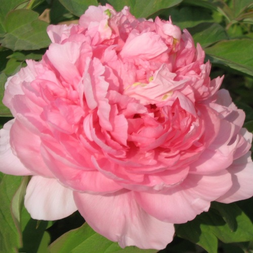 Пион ИМПЕРАТОРСКАЯ НАЛОЖНИЦА древовидный в Колодищи