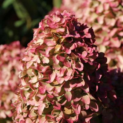 Мэджикал в Колодищи