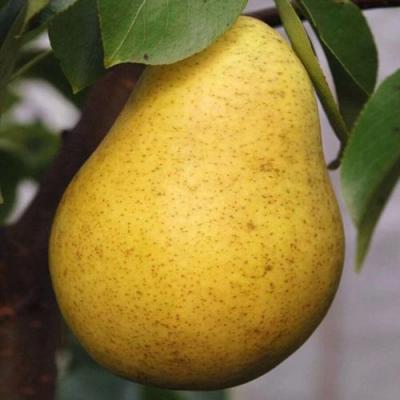 Крупная в Колодищи