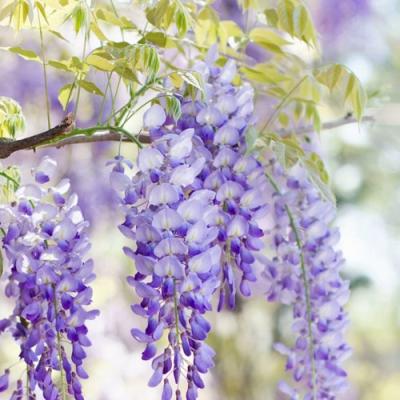 Глициния в Колодищи