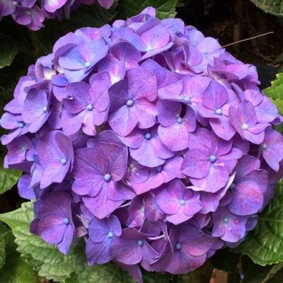 Фиолетовая в Колодищи