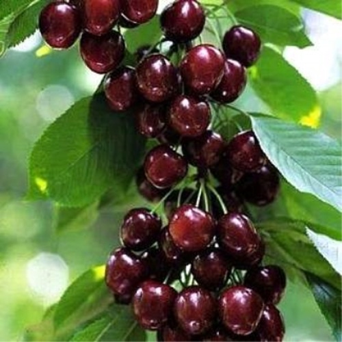Черешня УДИВИТЕЛЬНАЯ в Колодищи