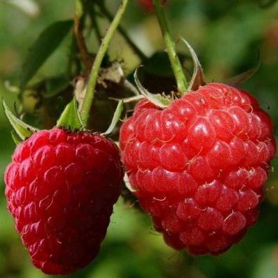 Кустовая в Колодищи