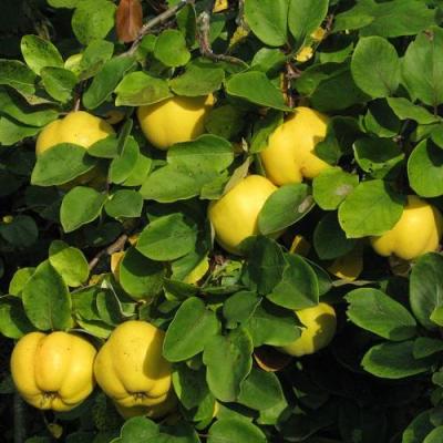 Айва в Колодищи