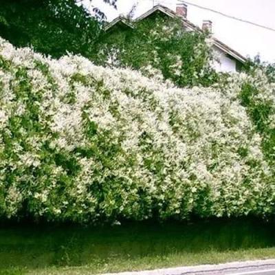 Фаллопия в Колодищи