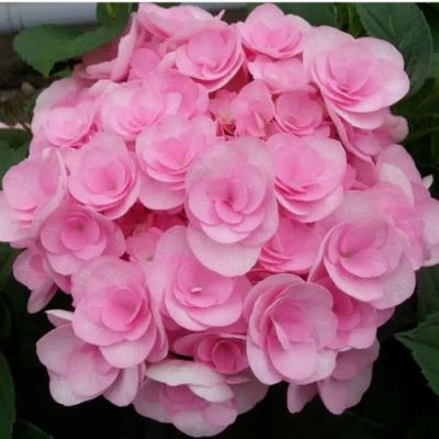 Махровая в Колодищи