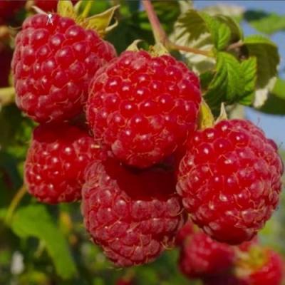 Ранняя в Колодищи