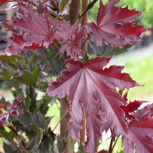 Клен КРИМСОН СЕНТРИ остролистный в Колодищи